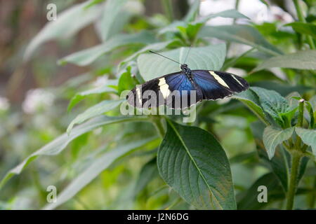 Sappho Longwing tropischer Schmetterling im Dschungel Stockfoto