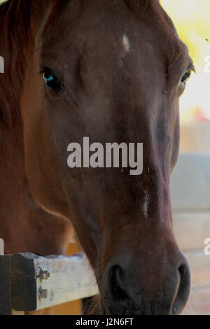 Braune Pferd im Stall Stockfoto