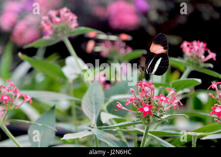 Rosa, weiß und schwarz Schmetterling Stockfoto