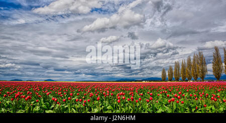 Tulpenfeld an bewölkten Tag Stockfoto