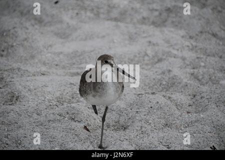 Ein Sandpiper an den Stränden von Florida. Stockfoto