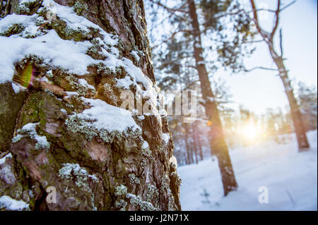 Winter Wunderland malerische Landschaft in frühen kalten Morgen mit sanften Sonnenschein - Wald in den Sonnenaufgang Stockfoto