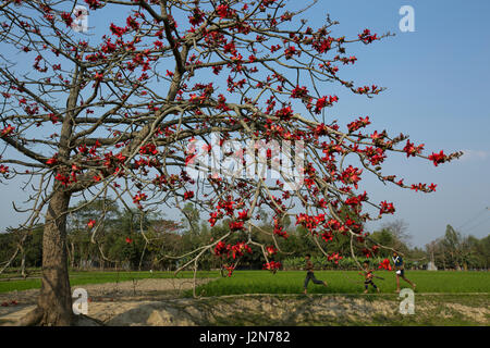 Rote Seide Baumwolle Blume Baum auch bekannt als Bombax Ceiba Shimul. Dhaka, Bangladesch. Stockfoto