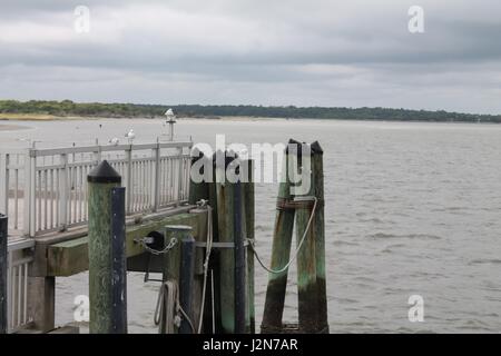 Hölzerne Bootsdock mit Möwe aus Küste von Charleston Stockfoto