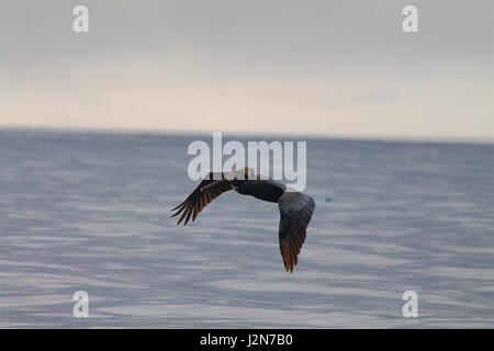 Pelikan Ozean überfliegen Stockfoto