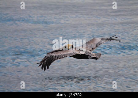 Pelikan Ozean überfliegen Stockfoto