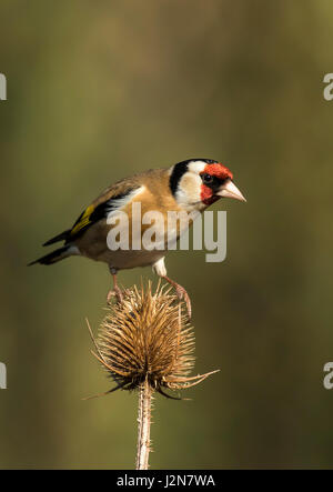 Stieglitz auf Karde Stockfoto