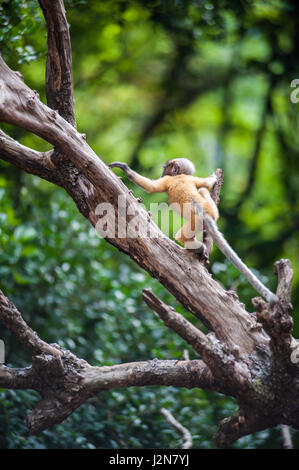 Goldene Fure altrosa Blatt Affenbaby, brillentragende Languren in Thailand Stockfoto