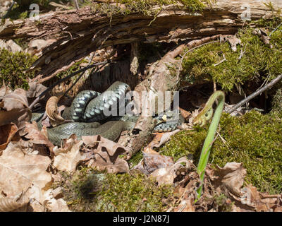 Grass Snake, geringelten Schlange, Natrix Natrix Wasserschlange Stockfoto