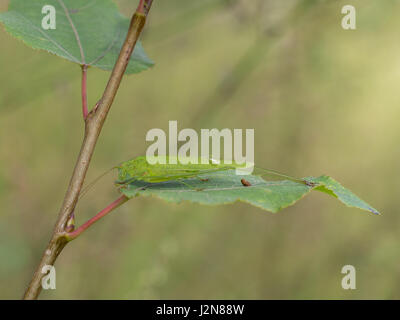 Sichel-Lager Bush-Cricket, Phaneroptera falcata Stockfoto