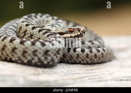 Nahaufnahme der gemeinsame schöne Männchen gekreuzt Kreuzotter (Vipera Berus) Stockfoto