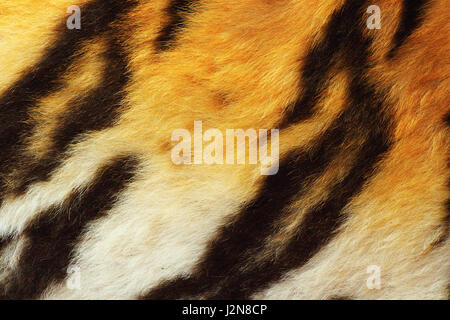 Detail der Tiger Fell, Nahaufnahme von wilden Tierfell Stockfoto