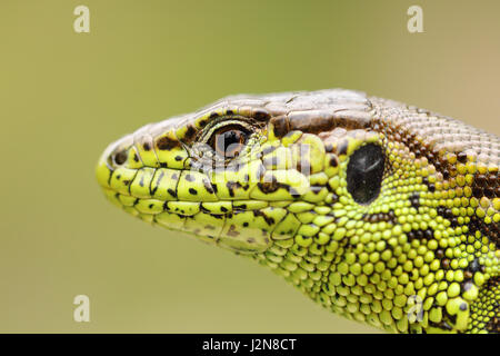 detailliertes Portrait von Zauneidechse, Makroaufnahme eines männlichen Kopfes (Lacerta Agilis) Stockfoto