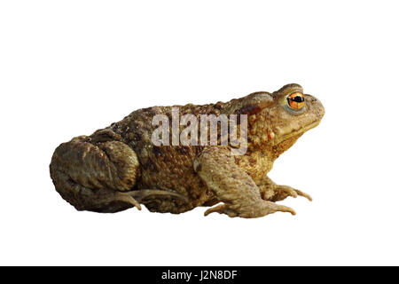 gemeinsamen braun Kröte über weiß (Bufo), in voller Länge Tier isoliert Stockfoto