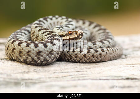 männlichen europäischen gemeinsamen Viper Aalen auf hölzernen stumpf (gekreuzte Kreuzotter, Vipera Berus) Stockfoto