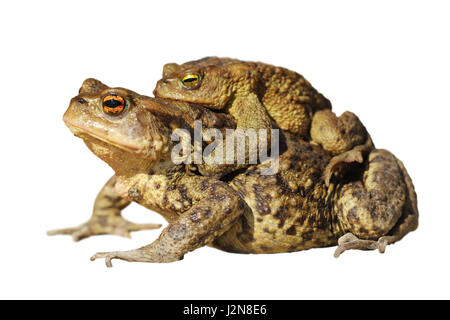 Paarung gemeinsame Kröten isoliert auf weißem Hintergrund (Bufo) Stockfoto