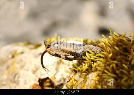 Porträt der Nase Hornotter zeigt seine Zunge (Vipera Ammodytes) Stockfoto