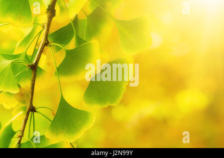 Grün und gelb fallen Blätter des Ginkgo Biloba - heilende Pflanze, sonnige Natur Hintergrund Stockfoto