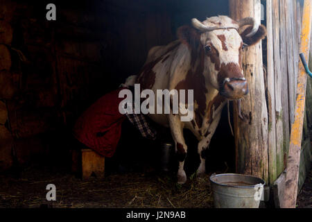 alte Frau ist in einem Holzhaus eine Kuh melken. Stockfoto