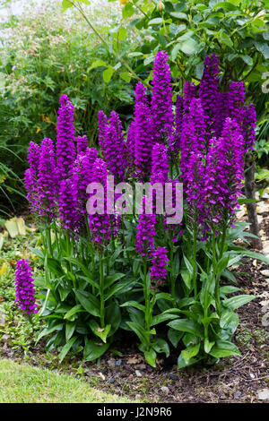 Reiche lila Blüten in den Spitzen der madeirischen Orchidee, Dactylorhiza foliosa Stockfoto