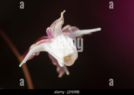 Nahaufnahme einer einzelnen Blume Barrenwort, Epimedium Youngianum 'Purple Heart' Stockfoto
