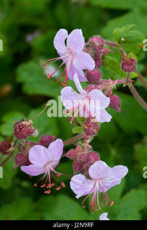 Nahaufnahme der Frühlingsblumen der Balkan Storchschnabel, Geranium Macrorrhizum "Ingwersen Vielfalt" Stockfoto