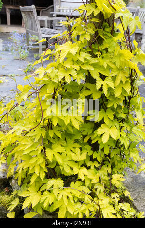 Hellen goldenes Laub von der ornamentalen Klettern Hopfen, Humulus Lupulus 'Aureus' Stockfoto