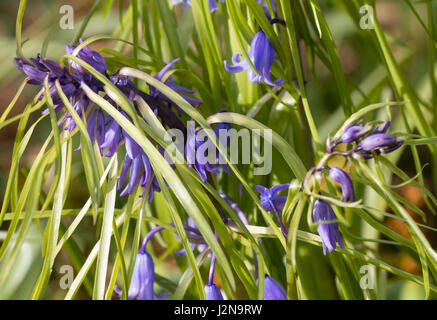 Ungewöhnliche hat Brakteat UK systemeigene Glockenblume, Hyacinthoides non-Scriptus, Blätter aus dem Blütenstiel wachsen Stockfoto