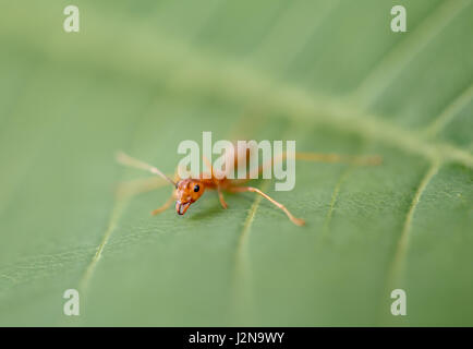 Ameise auf grünes Blatt in der Natur Stockfoto