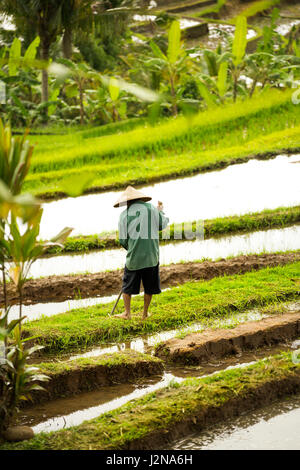 Bauern arbeiten auf einem Reisfeld, Bali, Indonesien Stockfoto