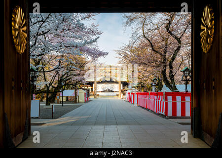 Kirschblüte am Yasukuni-Schrein, Tokyo, Japan. ein berühmter touristischer Ort in Tokio, Japan. Stockfoto