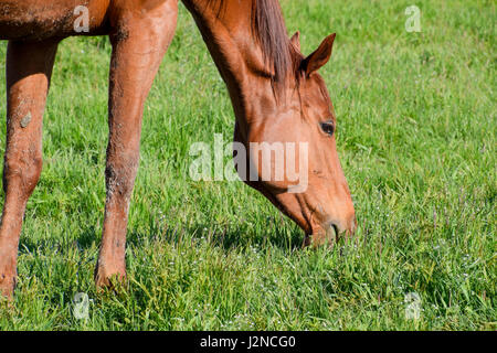 Pferde grasen auf der Weide. Koppel Pferde auf einer Pferdefarm. Walking Horses. Stockfoto