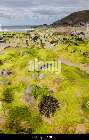 Ebbe am Dollar Cove Gunwalloe Cornwall Stockfoto