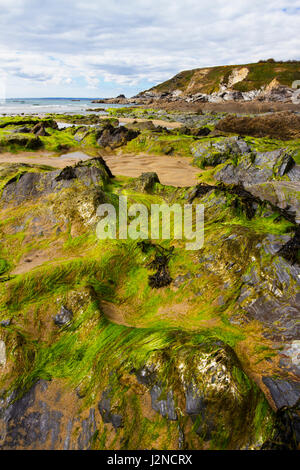 Ebbe am Dollar Cove Gunwalloe Stockfoto