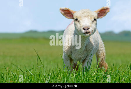 Kleines weißes Lamm stehend Gras in einem Feld in die Kamera schaut. Stockfoto