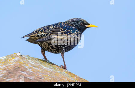 Erwachsene Frau gemeinsame Star (Sturnus vulgaris) Vogel im Sommer Gefieder im Frühjahr thront in West Sussex, England, UK. Stockfoto