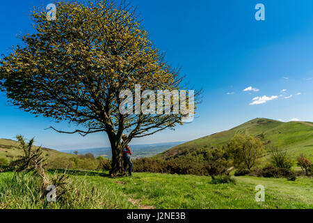 Eine attraktive ältere Frau stehen unter einem Baum mit Blick auf die Worcestershire Beacon auf die Malvern Hills in Worcestershire. Stockfoto