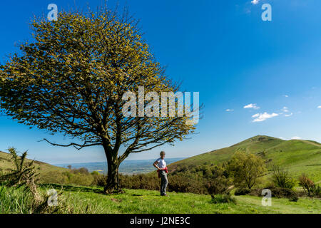 Eine attraktive ältere Frau stehen unter einem Baum mit Blick auf die Worcestershire Beacon auf die Malvern Hills in Worcestershire. Stockfoto