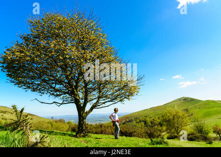 Eine attraktive ältere Frau stehen unter einem Baum mit Blick auf die Worcestershire Beacon auf die Malvern Hills in Worcestershire. Stockfoto