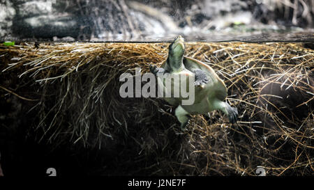 Close-up Tierfotografie fliegende Schildkröte im Aquarium. Stockfoto