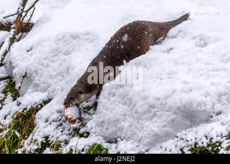 Schöne eurasische Fischotter (Lutra Lutra) dargestellt mit Fisch Köder im Maul in einer Schneeverwehung Winter. Stockfoto