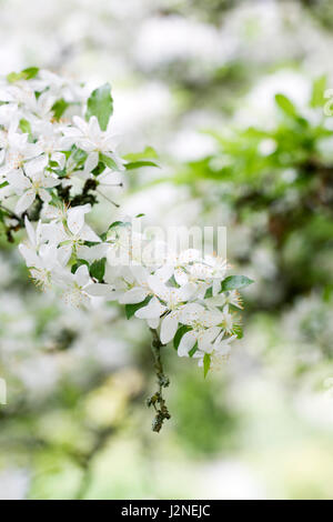 Malus Transitoria Blüte im Frühjahr. Stockfoto