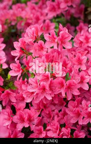Rhododendron "Vuyks Scarlet" Blumen im Frühjahr. Stockfoto