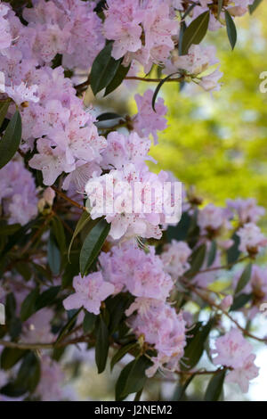 Rhododendron Rubiginosum Blüten. Stockfoto