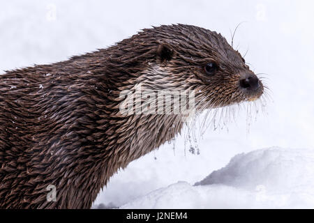 Schöne eurasische Fischotter (Lutra Lutra) mit gefrorenen Barthaare in einer Schneeverwehung Winter dargestellt. Stockfoto