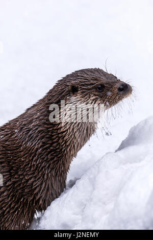 Schöne eurasische Fischotter (Lutra Lutra) mit gefrorenen Barthaare in einer Schneeverwehung Winter dargestellt. Stockfoto