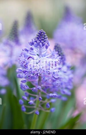 Scilla Peruviana Blumen. Stockfoto