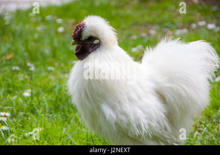 Das Silkie ist eine Rasse von Huhn, benannt nach seiner untypisch flauschigen Gefieder, die wie Seide fühlen soll, und satin. Stockfoto