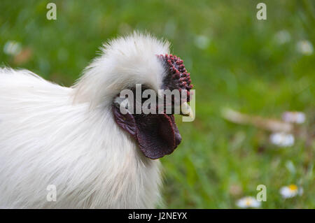 Das Silkie ist eine Rasse von Huhn, benannt nach seiner untypisch flauschigen Gefieder, die wie Seide fühlen soll, und satin. Stockfoto