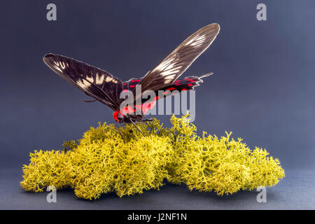 Indian Pachliopta Hector Schwalbenschwanz (rote Rose) Probe auf finnischen Moos, spot beleuchtet und isoliert gegen Studio-Hintergrund festlegen. Stockfoto